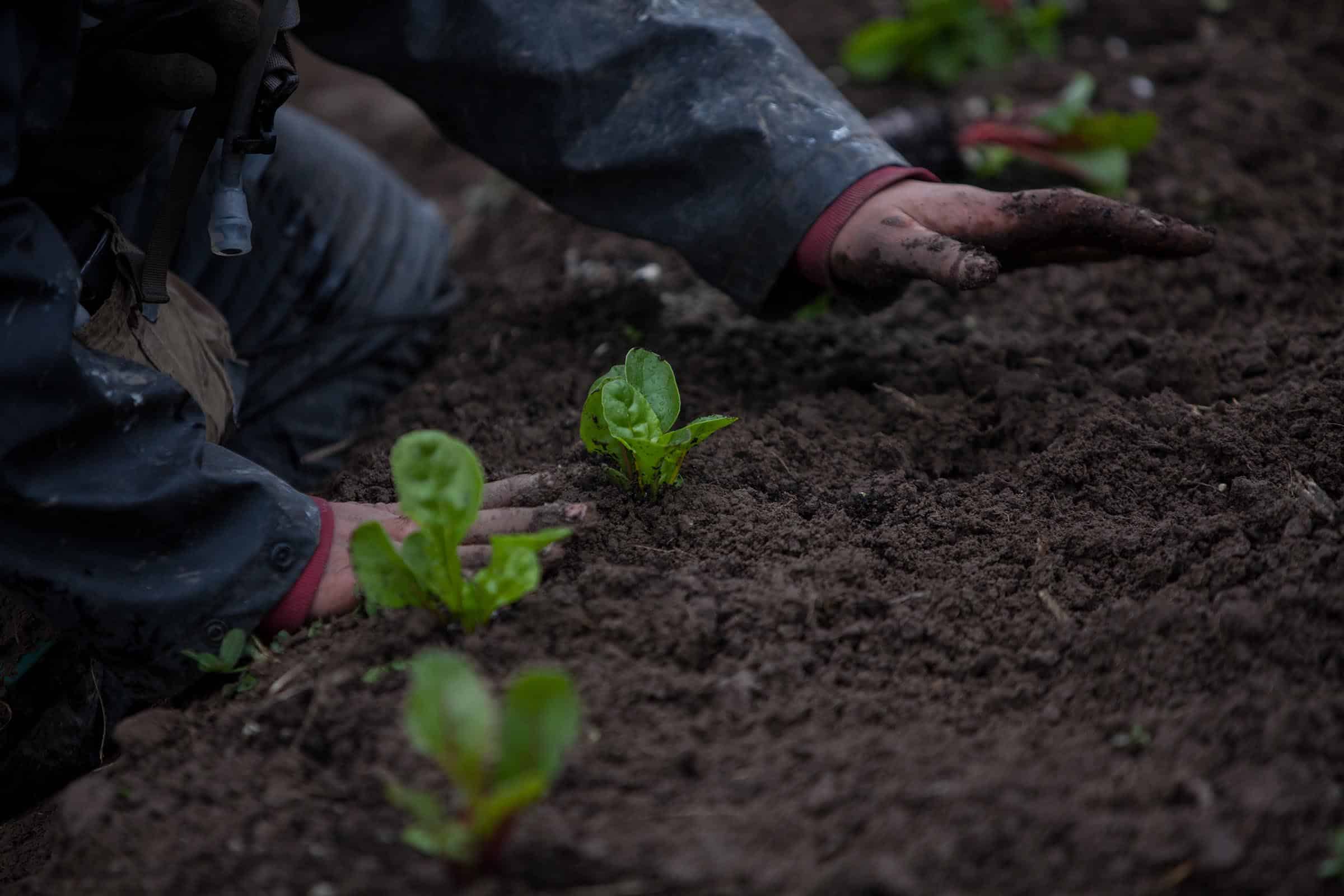 Troy Community Gardens - Rooted - Garden With Us